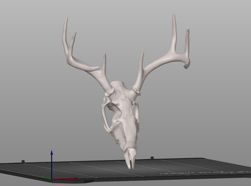 Miniatura 2 do modelo 3D Deer skull