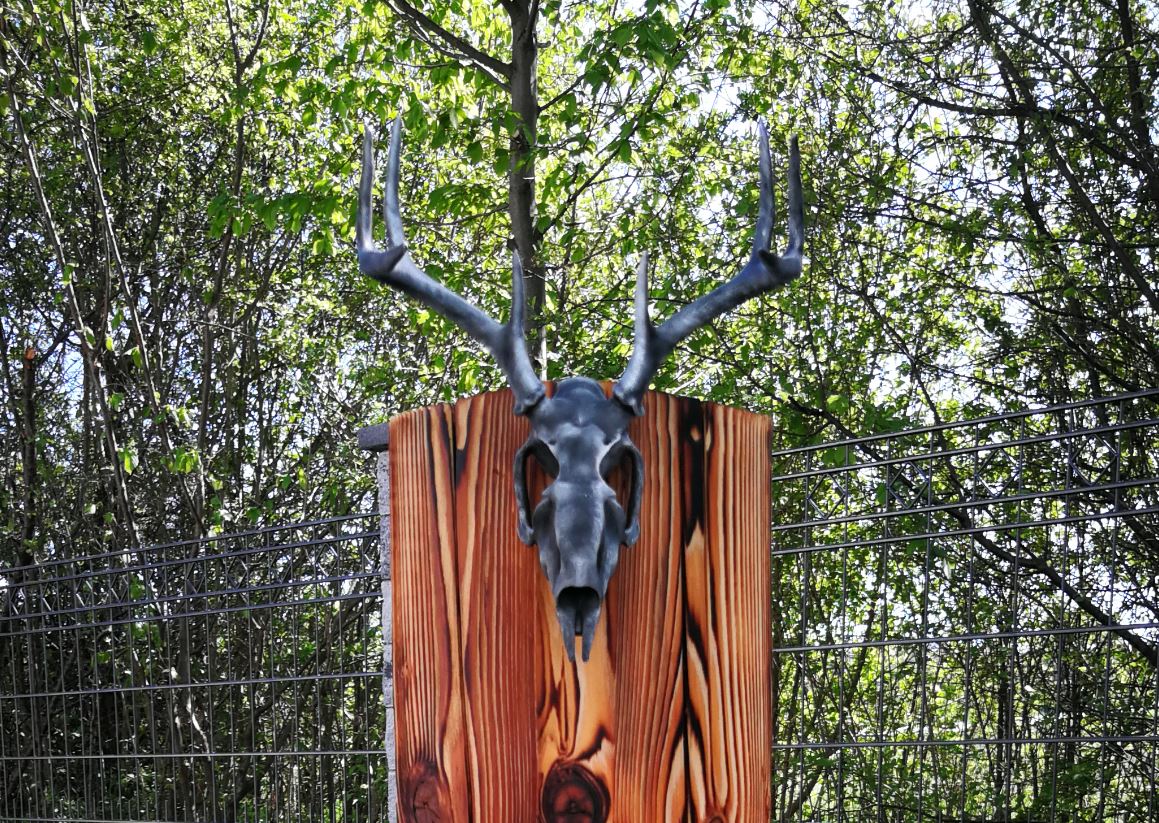 Deer skull