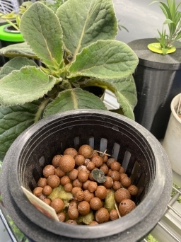 Kratky Pot with Four Inch Netpot Lid