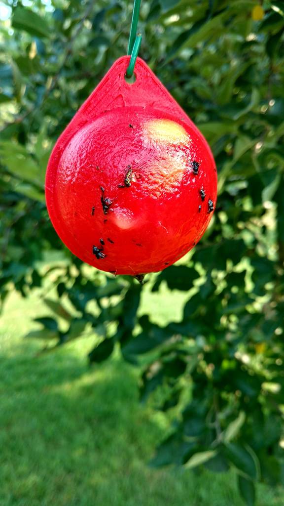 Apple Maggot Trap