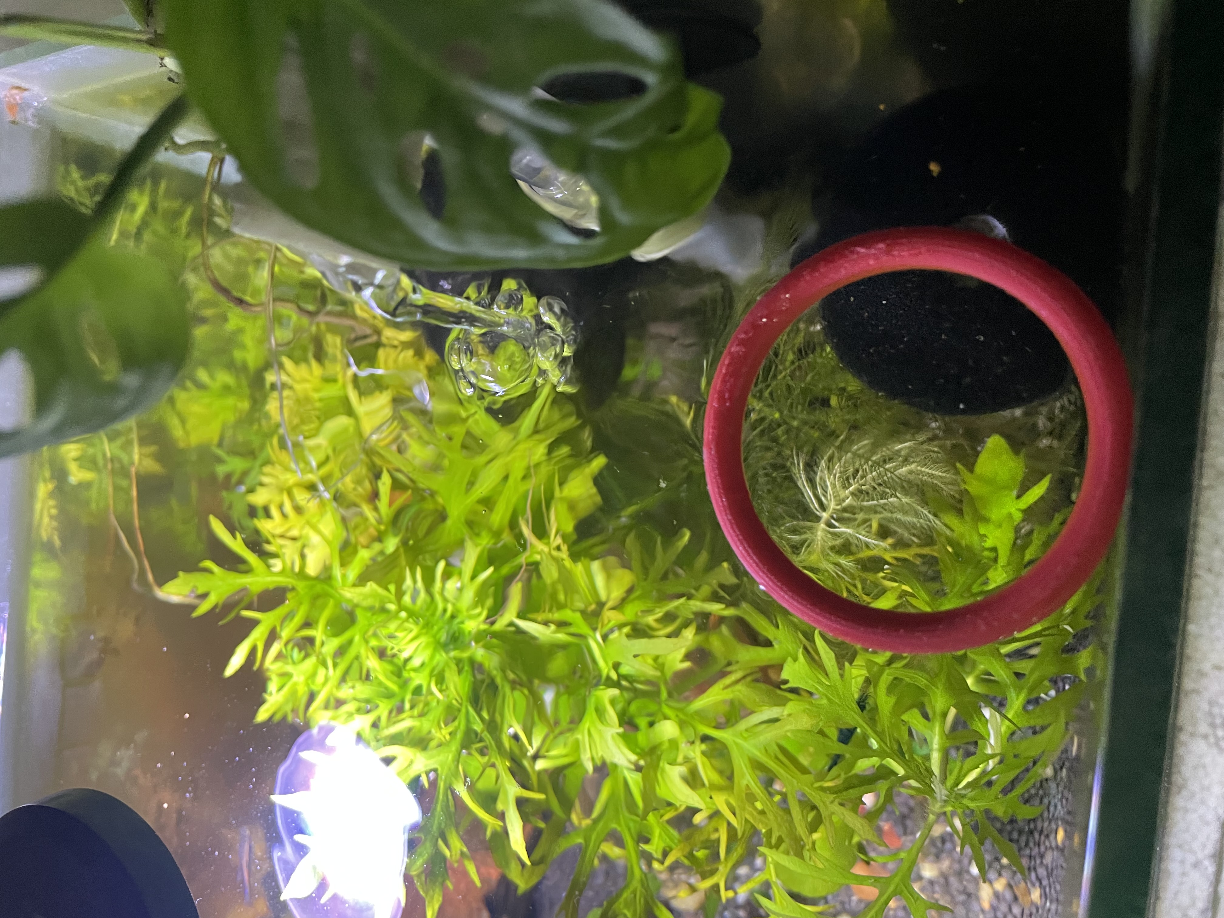 Fish Feeding Floating Ring — thumbnail 2