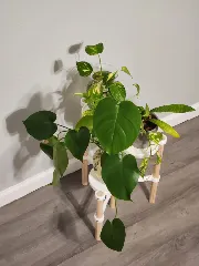 Tri-Pot Plant Stand