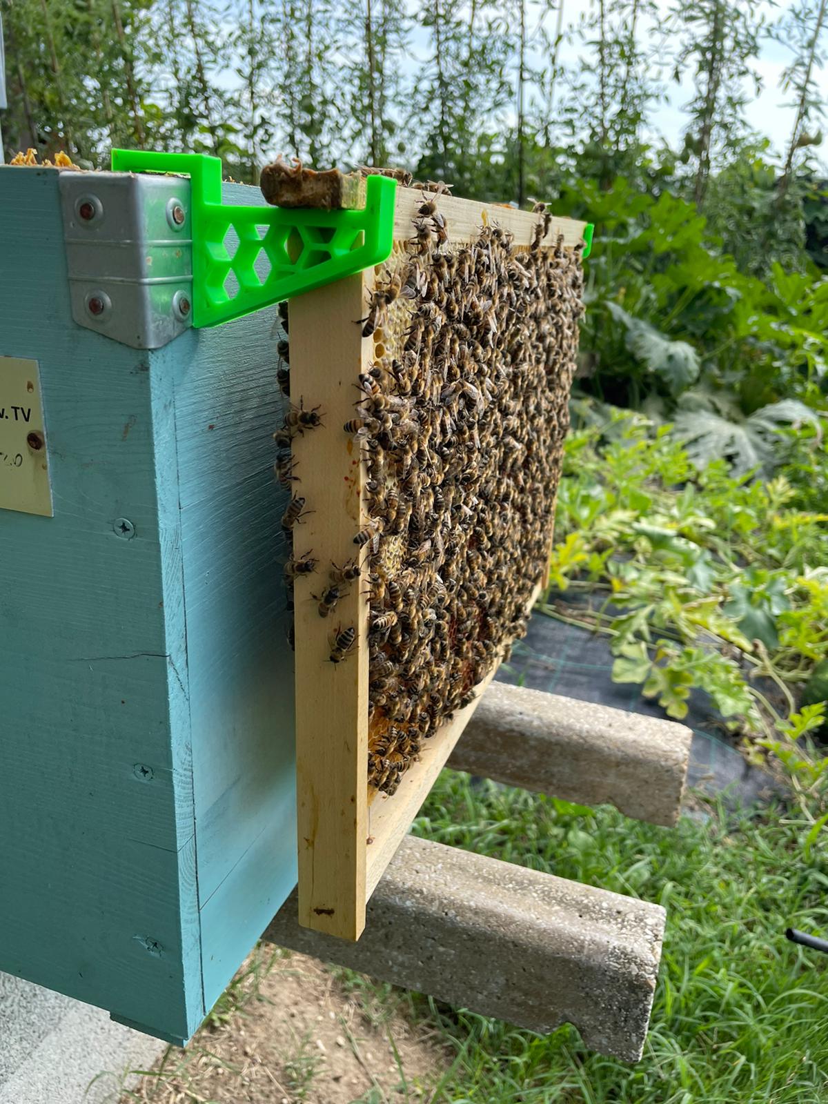 Bee hive frame holder by Lele88 Download free STL model