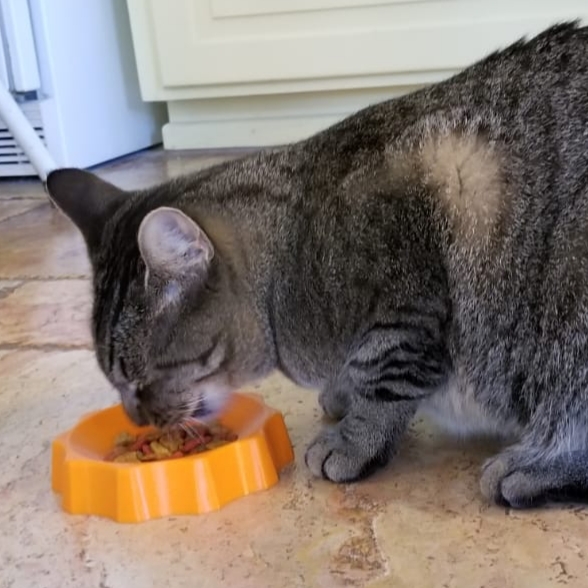 Cat, etc.. Bowl