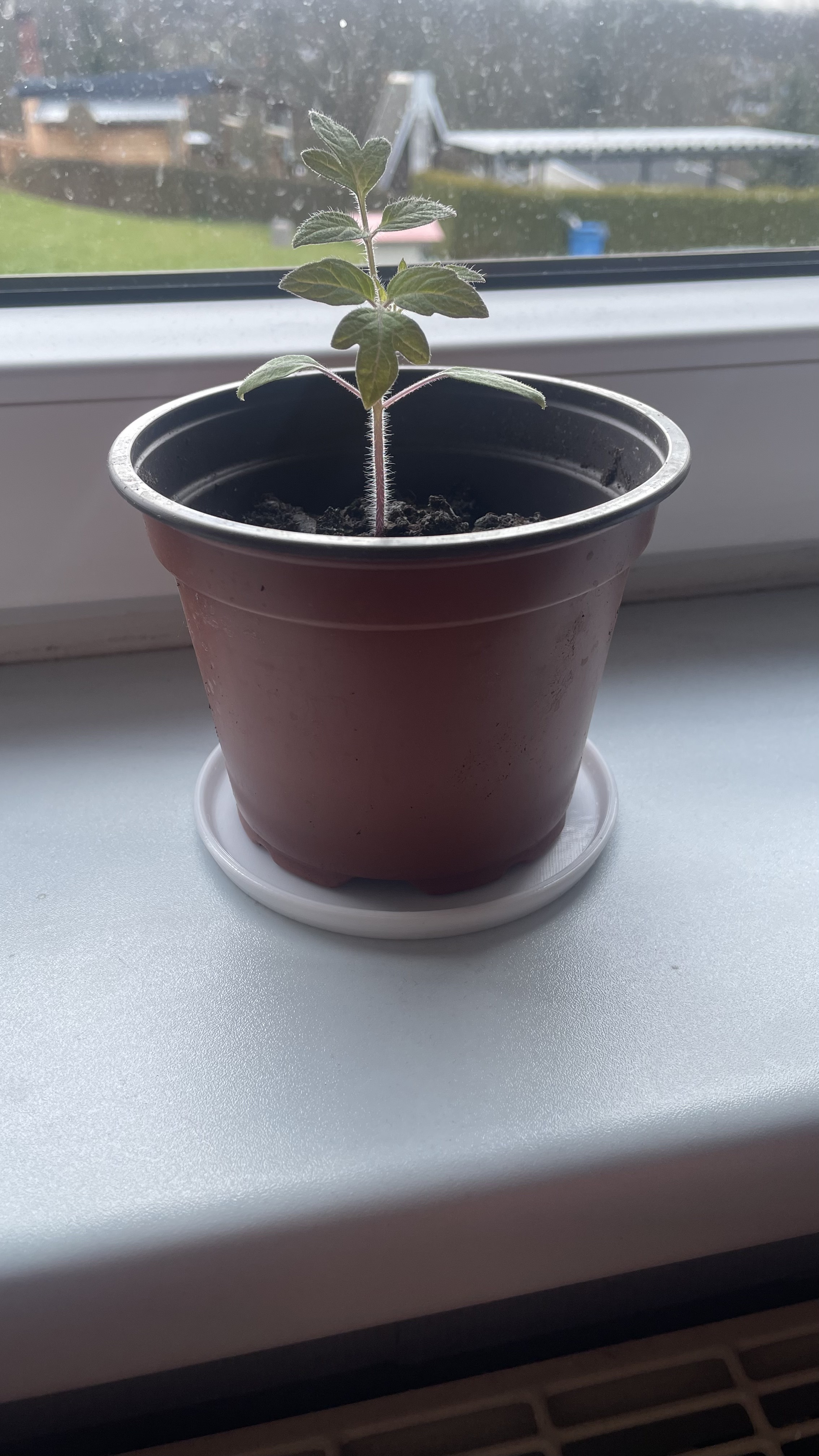 Blumentopf Untersetzer klein ( Pflanzenanzucht )