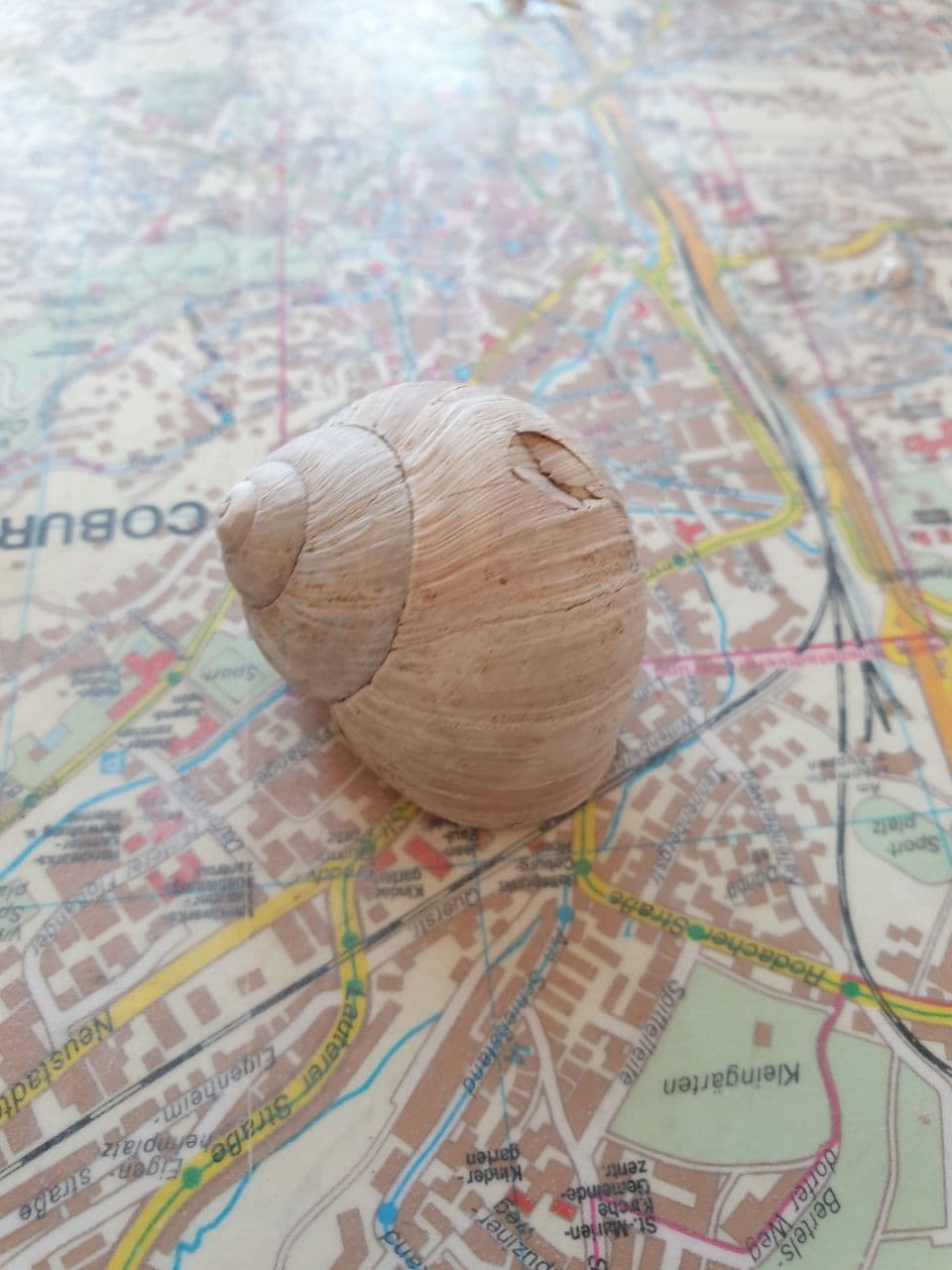 Snail Shell 3D Scan
