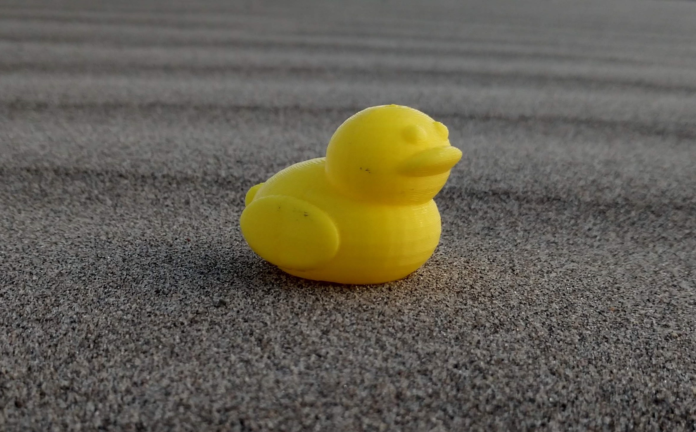 Duck