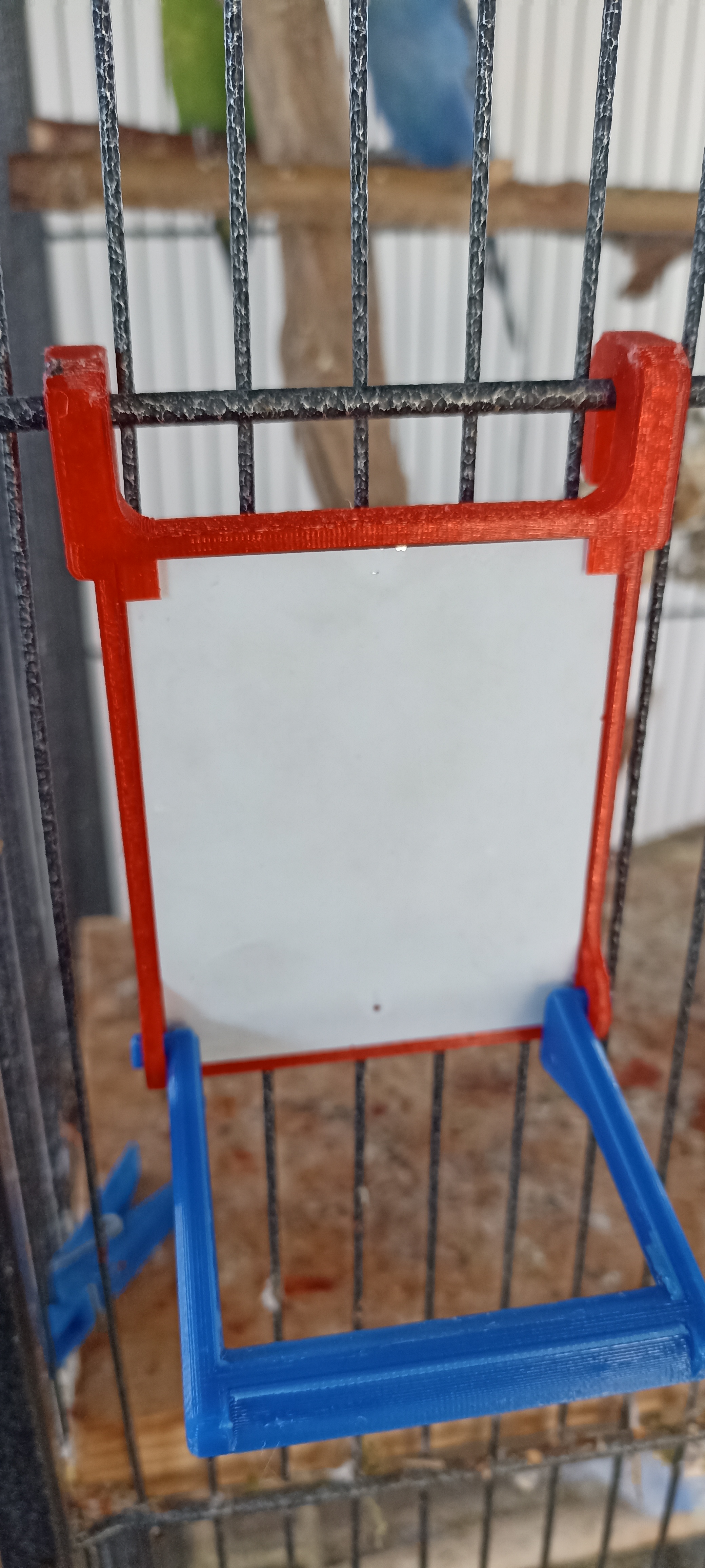Parrot mirror