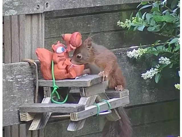 Squirrel feeder