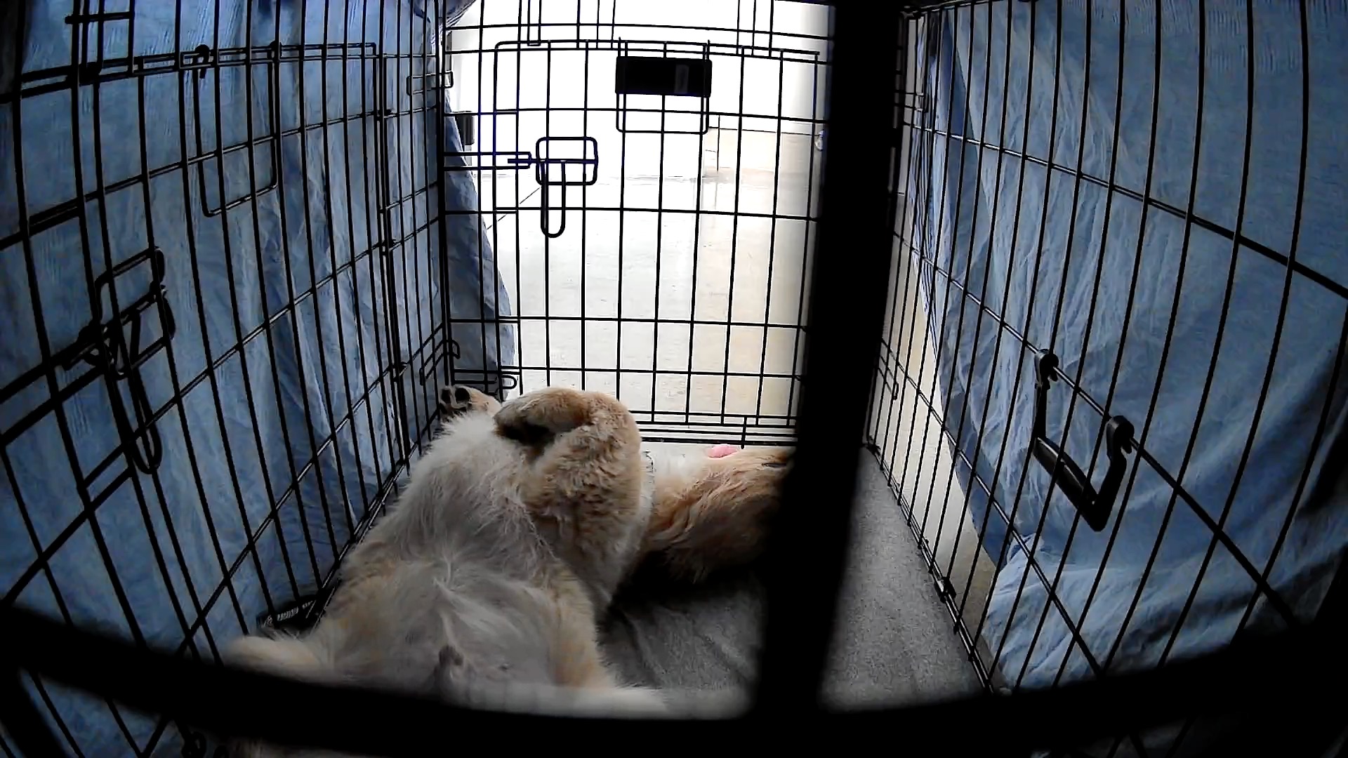 Dog Crate Mount for Eufy Indoor Cam 2K
