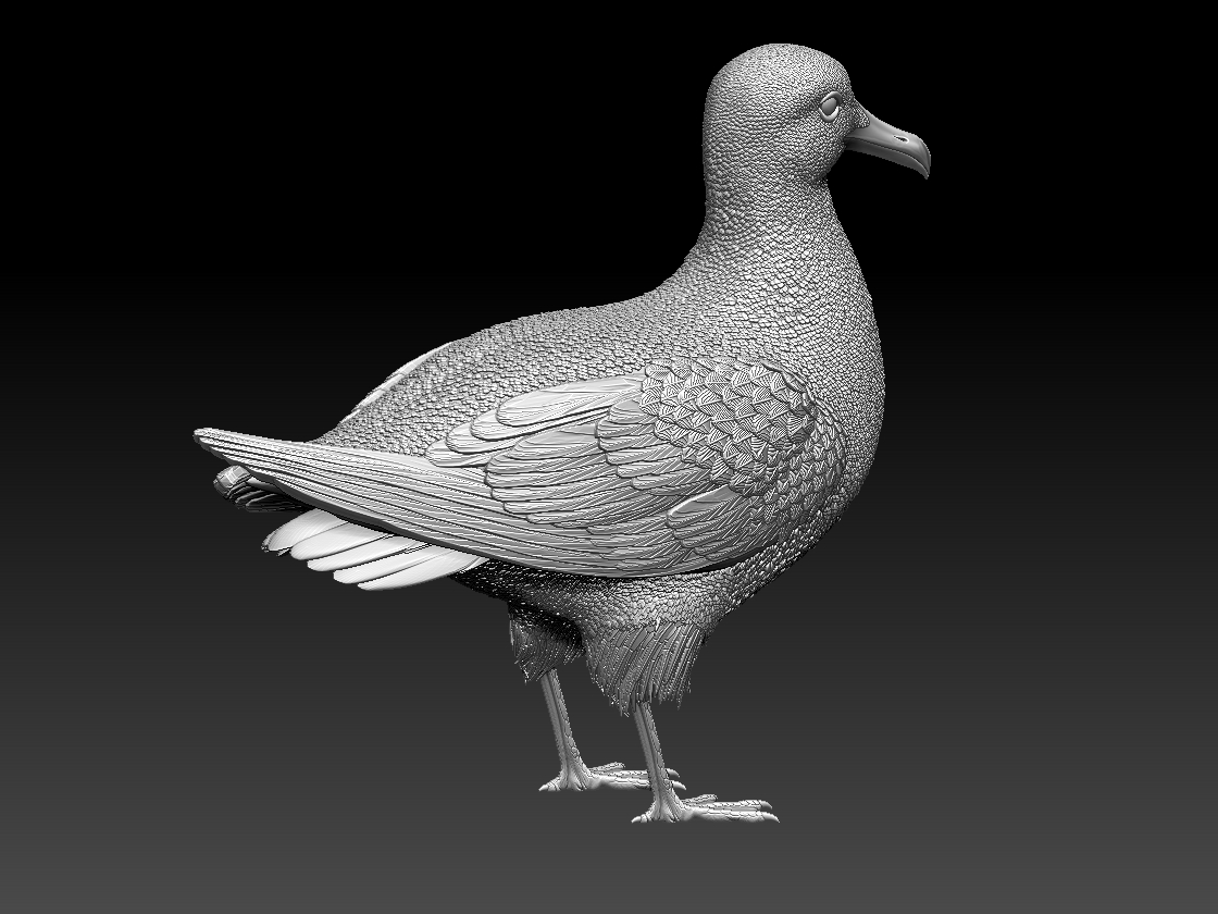 seagull — miniatura 2