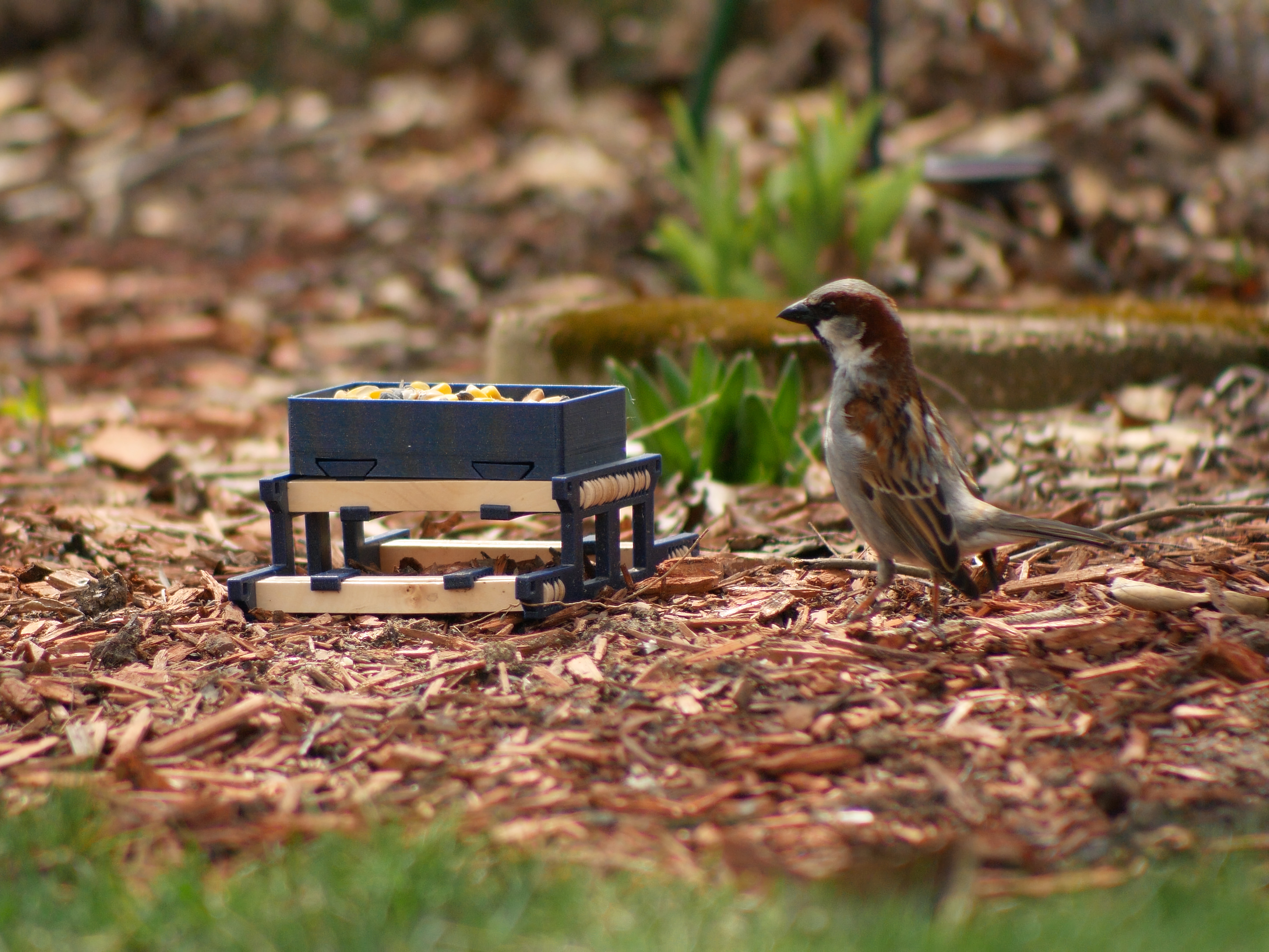 Backyard animal table — thumbnail 6