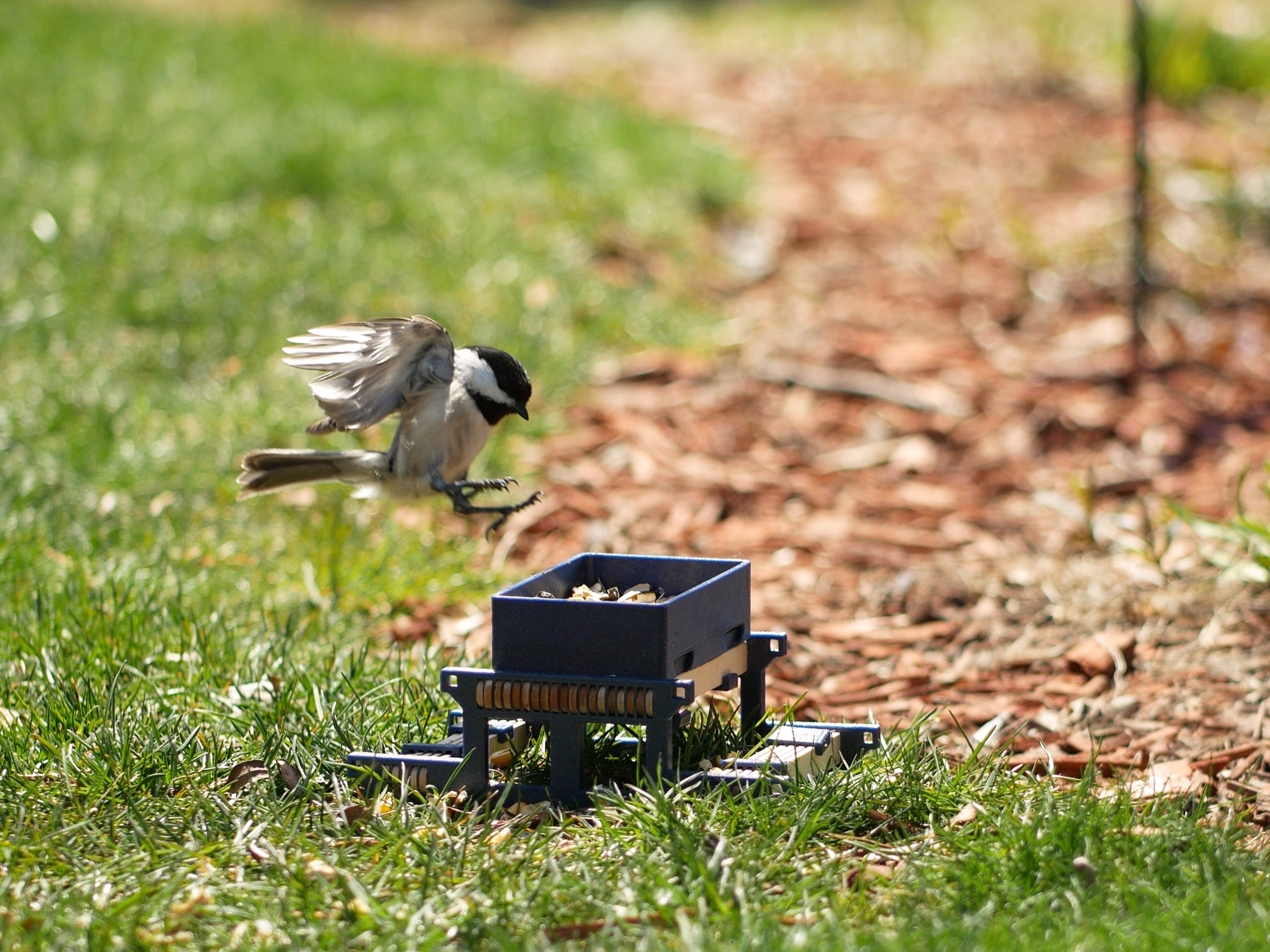Backyard animal table — thumbnail 7