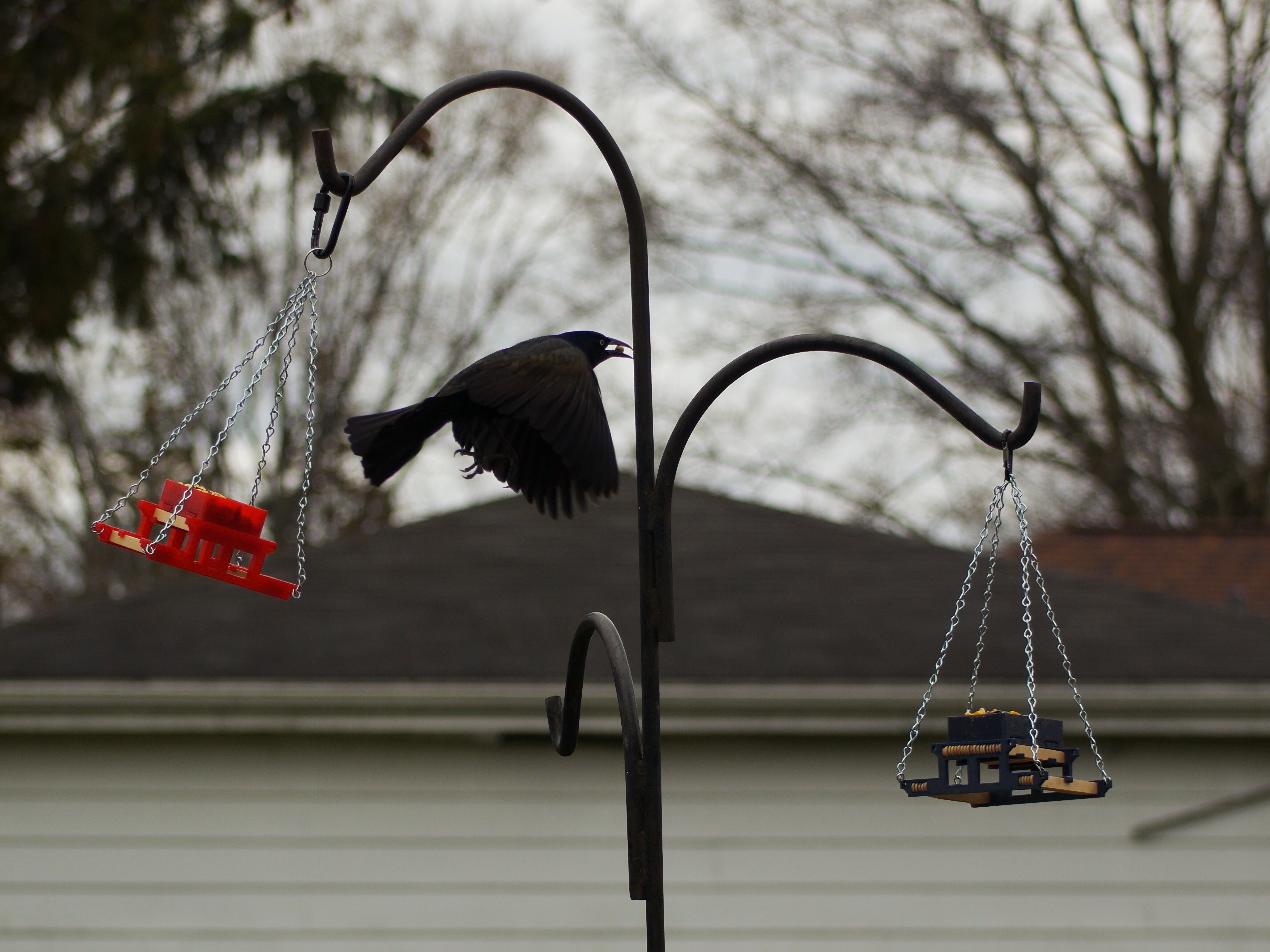 Backyard animal table — thumbnail 11