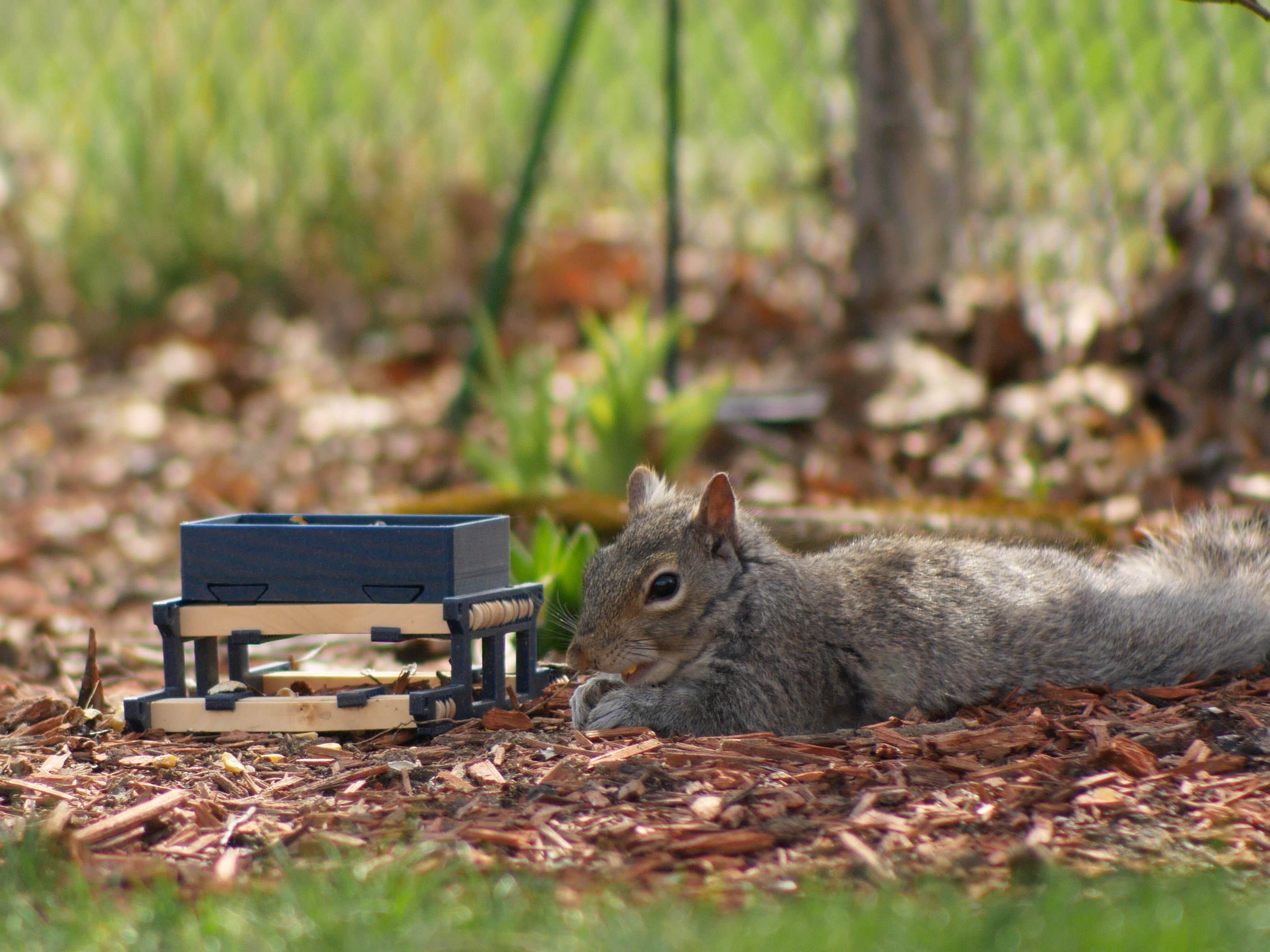 Backyard animal table — thumbnail 8