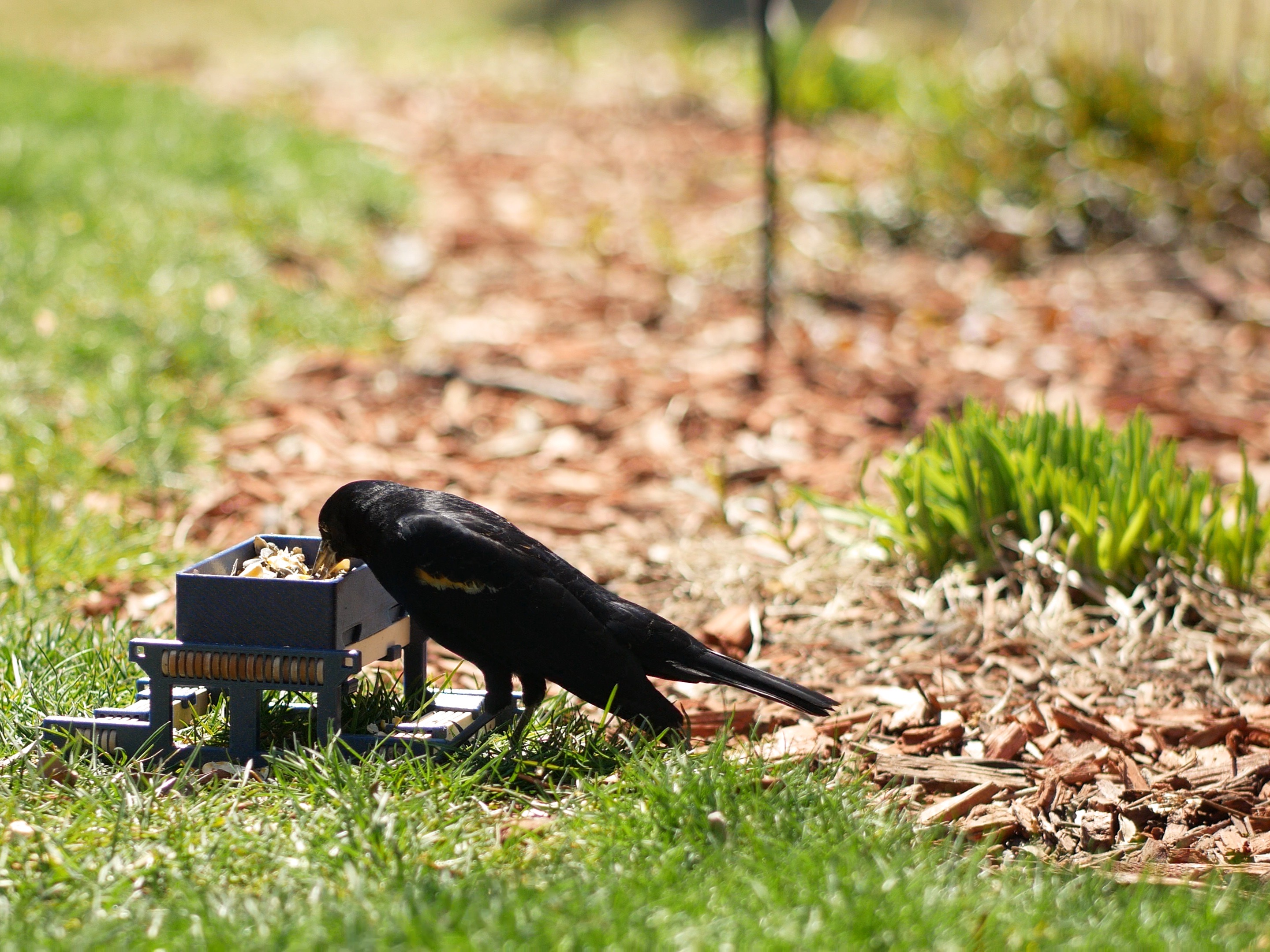 Backyard animal table — thumbnail 9