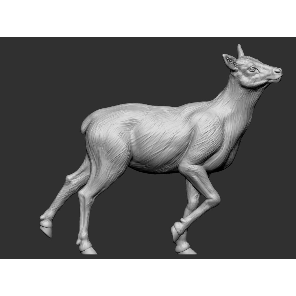 Elk - female 2