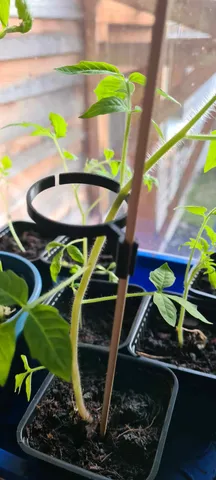Plant support for growing plants