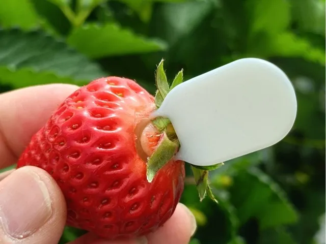 Strawberry Stem Remover