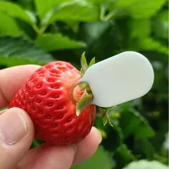 Strawberry Stem Remover