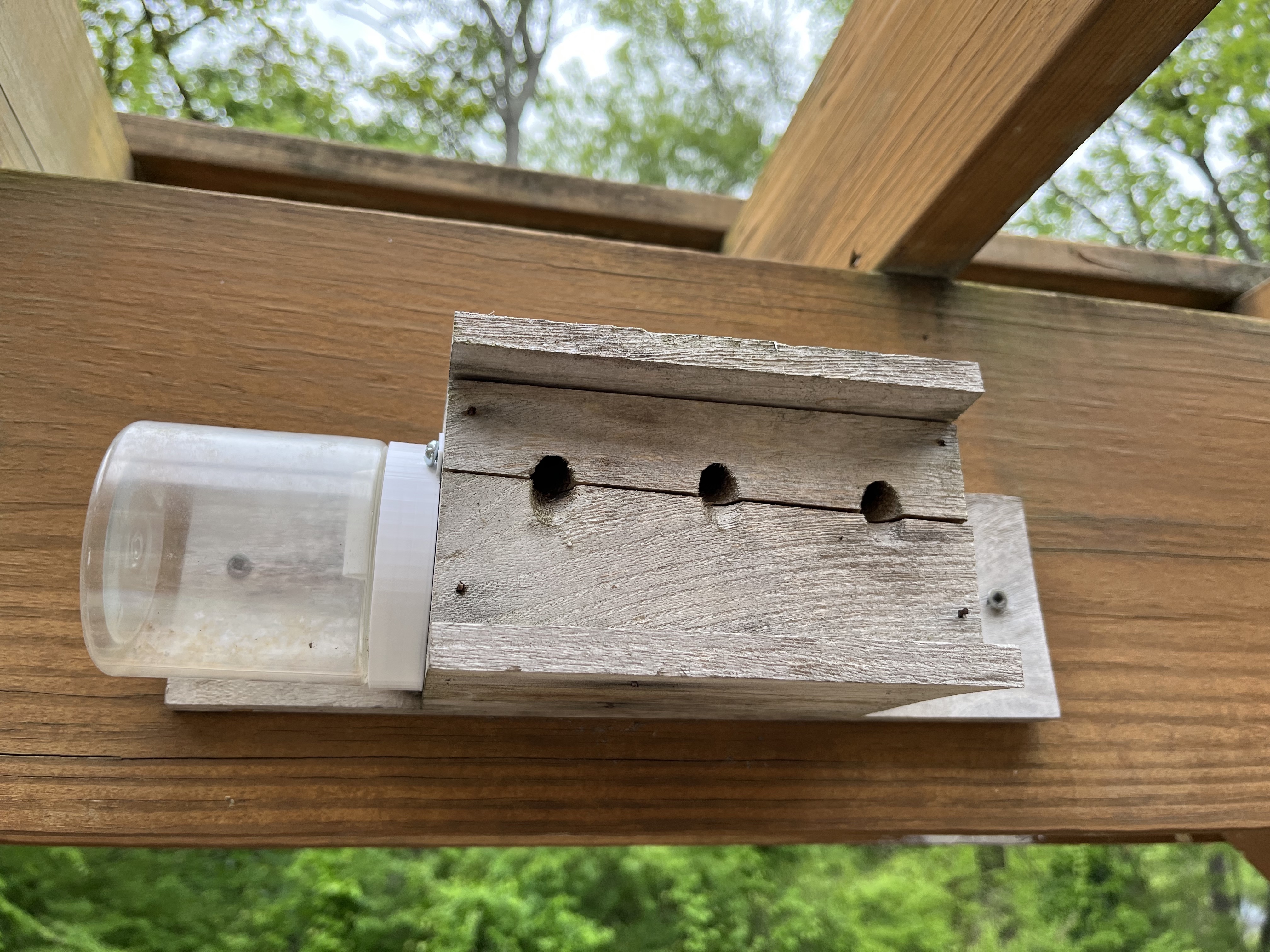 Carpenter Bee Trap Jar Lid