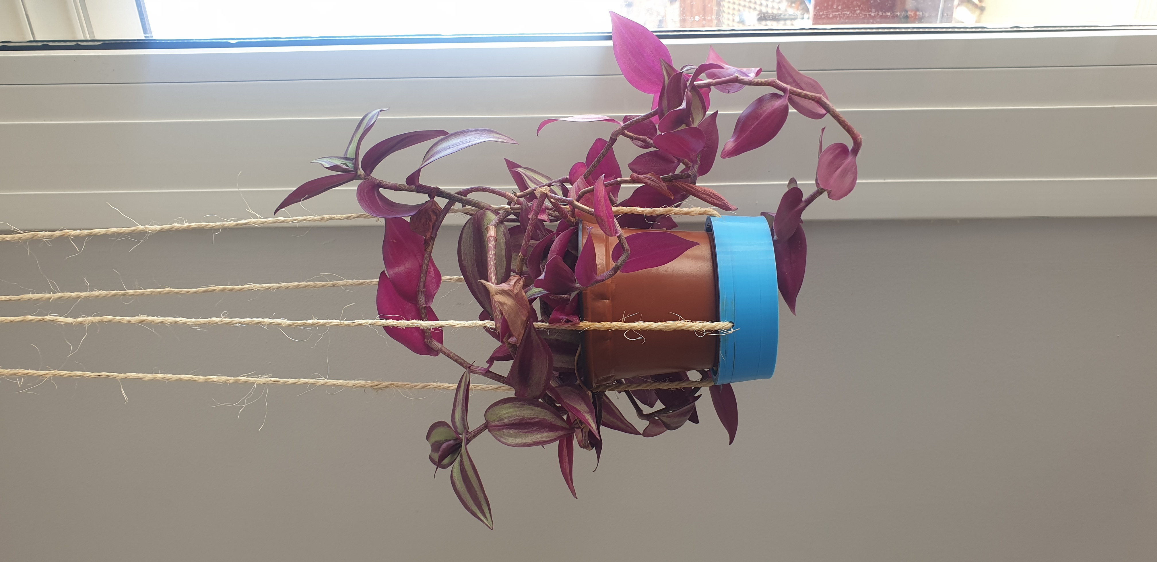 planta colgante