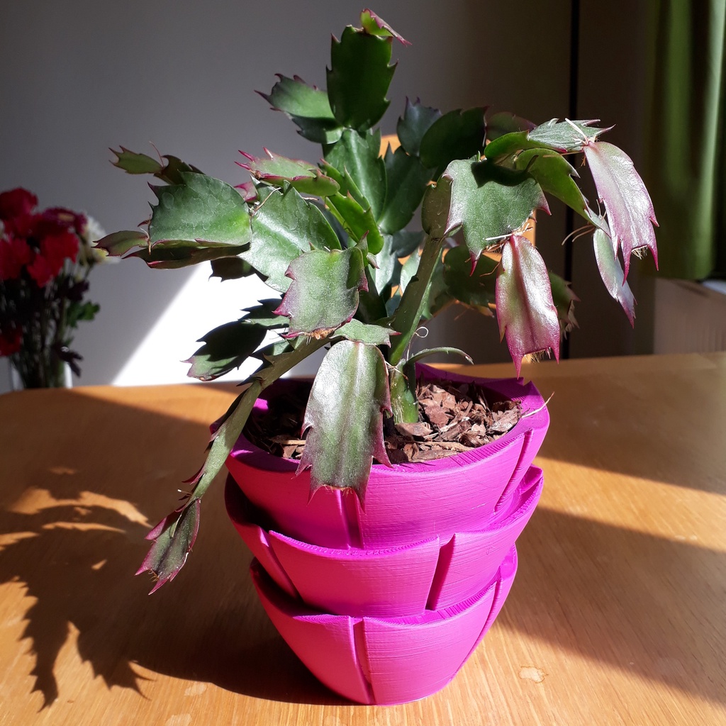 Thanksgiving Cactus Pot 