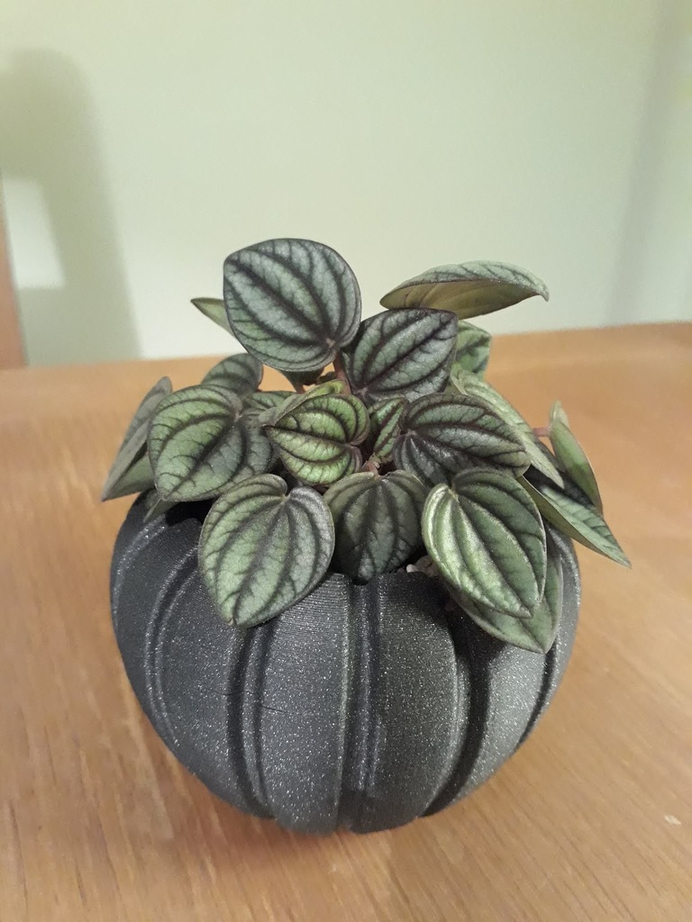 Peperomia Plant Pot