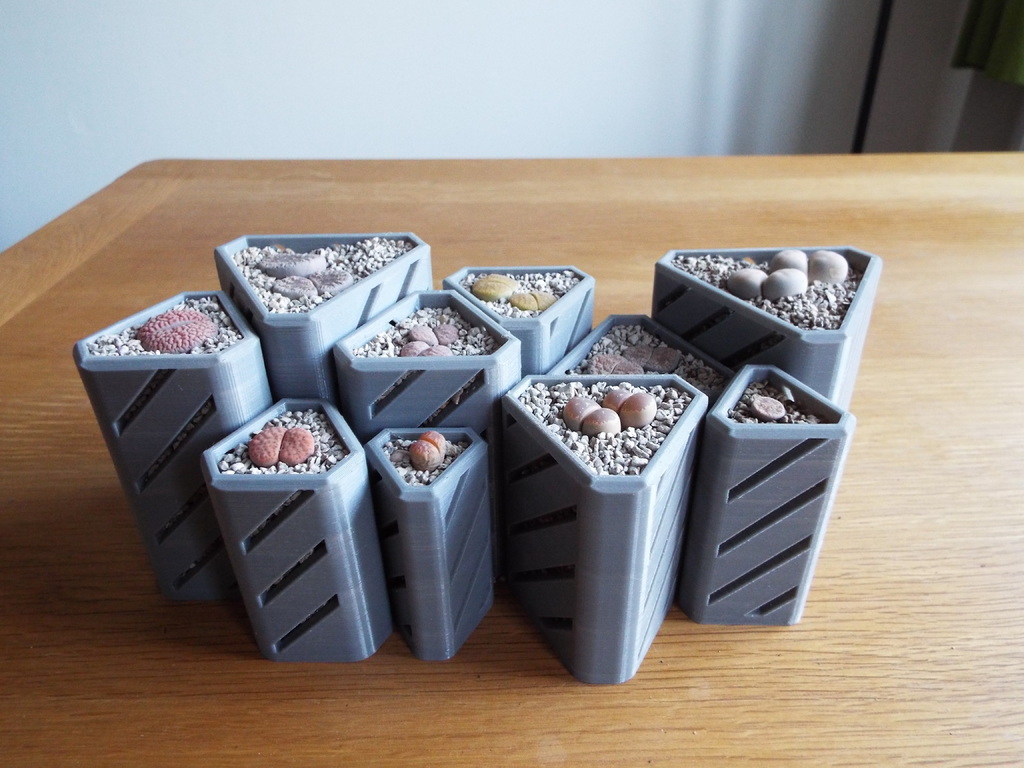 Geometric Lithops Plant Pot