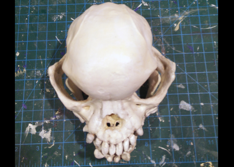 Miniatura 7 do modelo 3D Pug skull