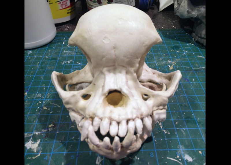 Miniatura 9 do modelo 3D Pug skull