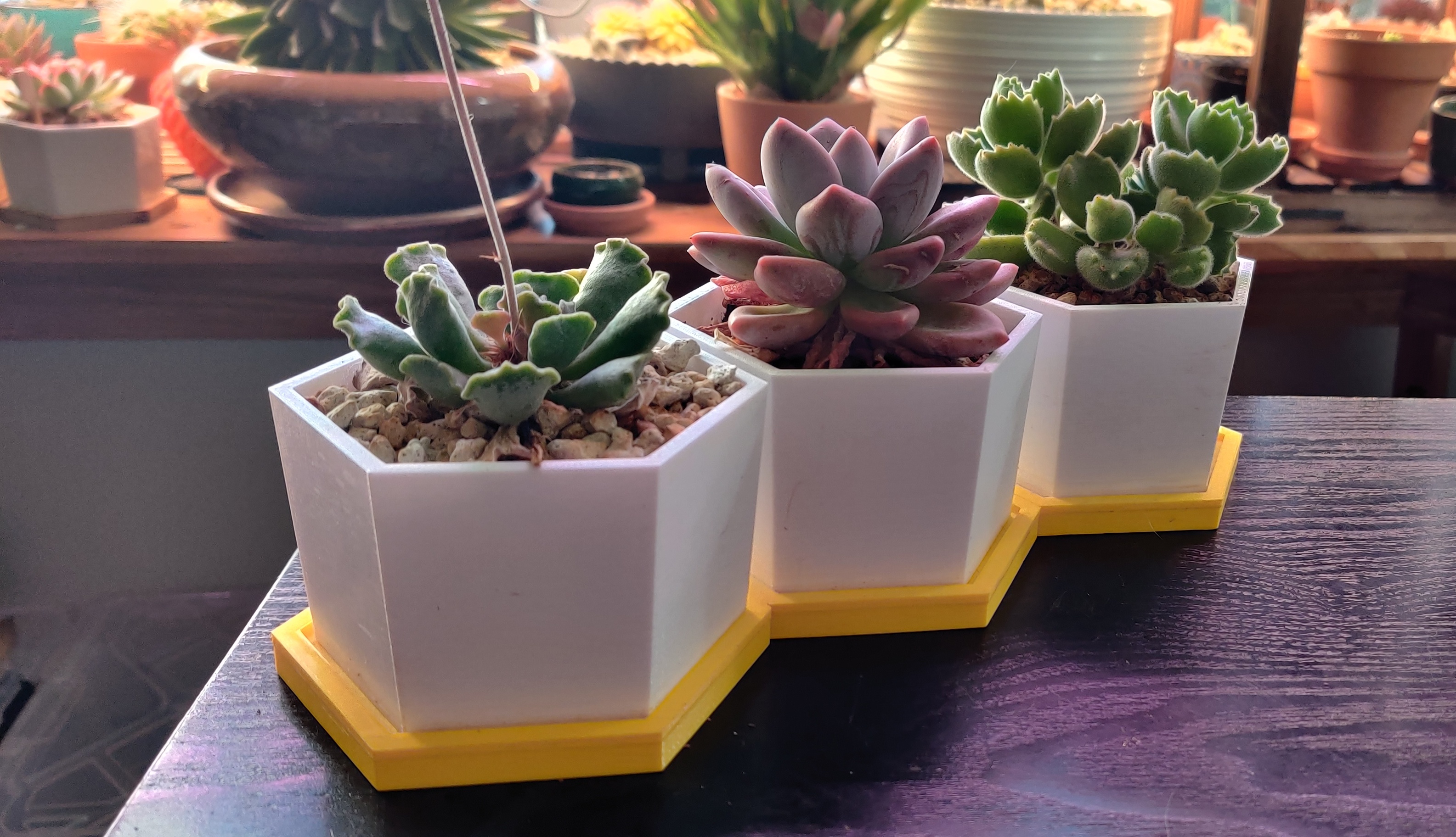 4-inch Hexagonal succulent planter with dish