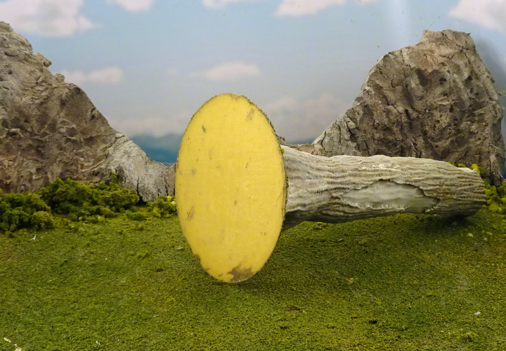Miniatura 8 do modelo 3D Vegetation B - Giant tree trunks