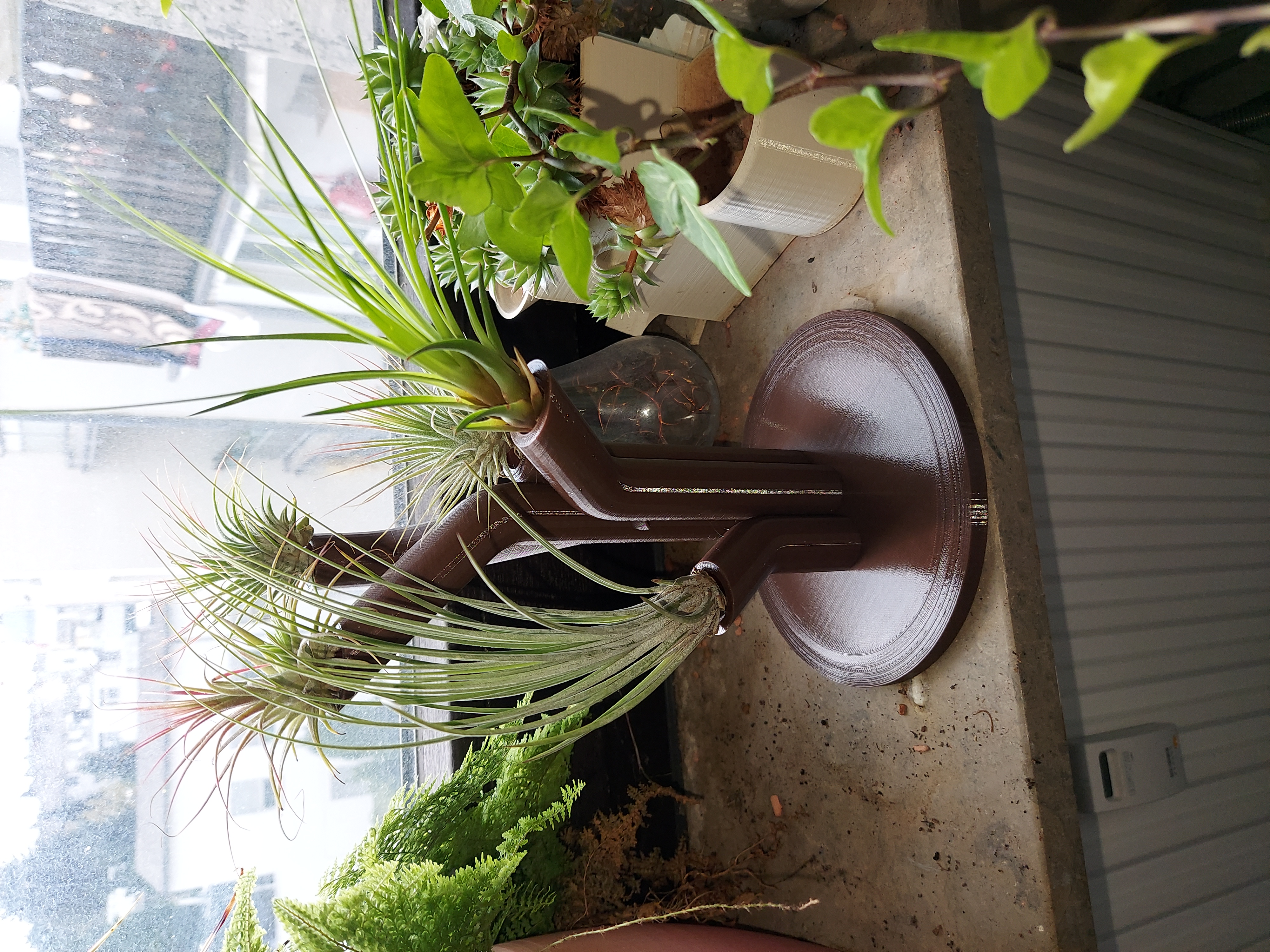 Airplant Jungle