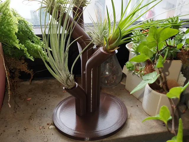 Airplant Jungle