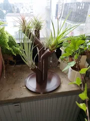 Airplant Jungle