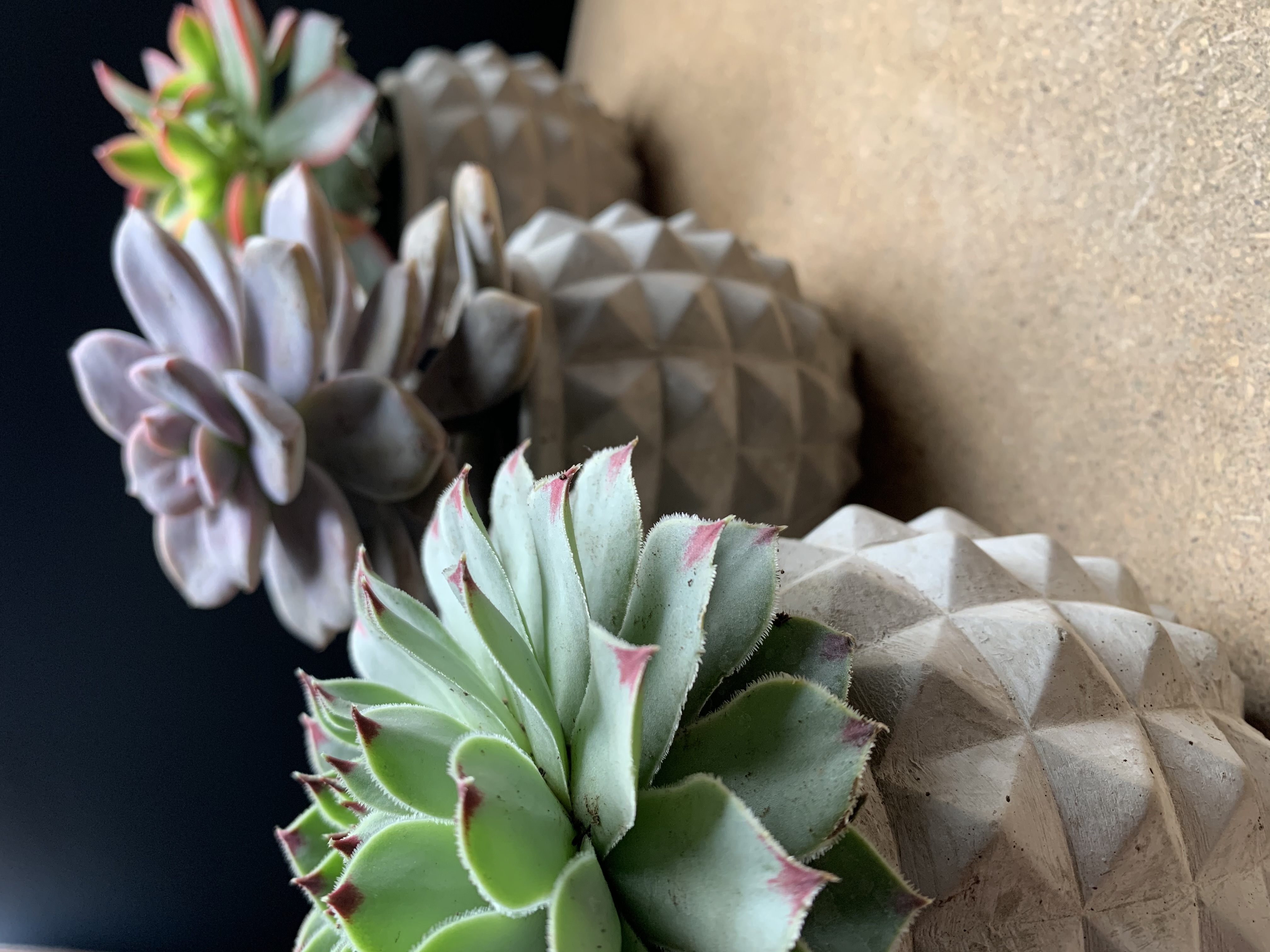 Spiky: Spiked Succulent Planter