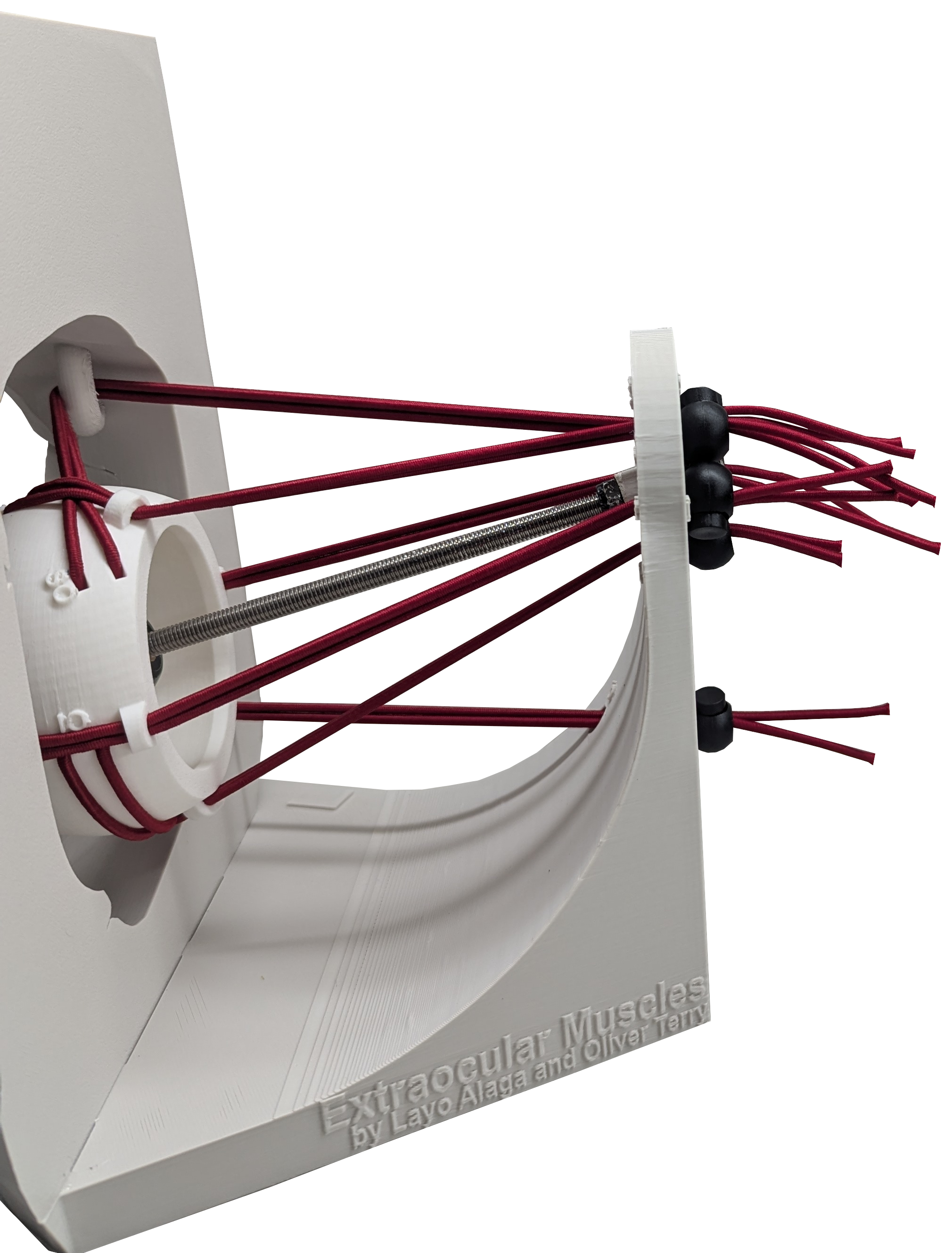 Dynamic Extraocular Muscle Simulator — thumbnail 7