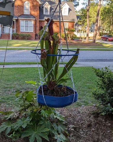 Flying Bog Planter, Realeaux