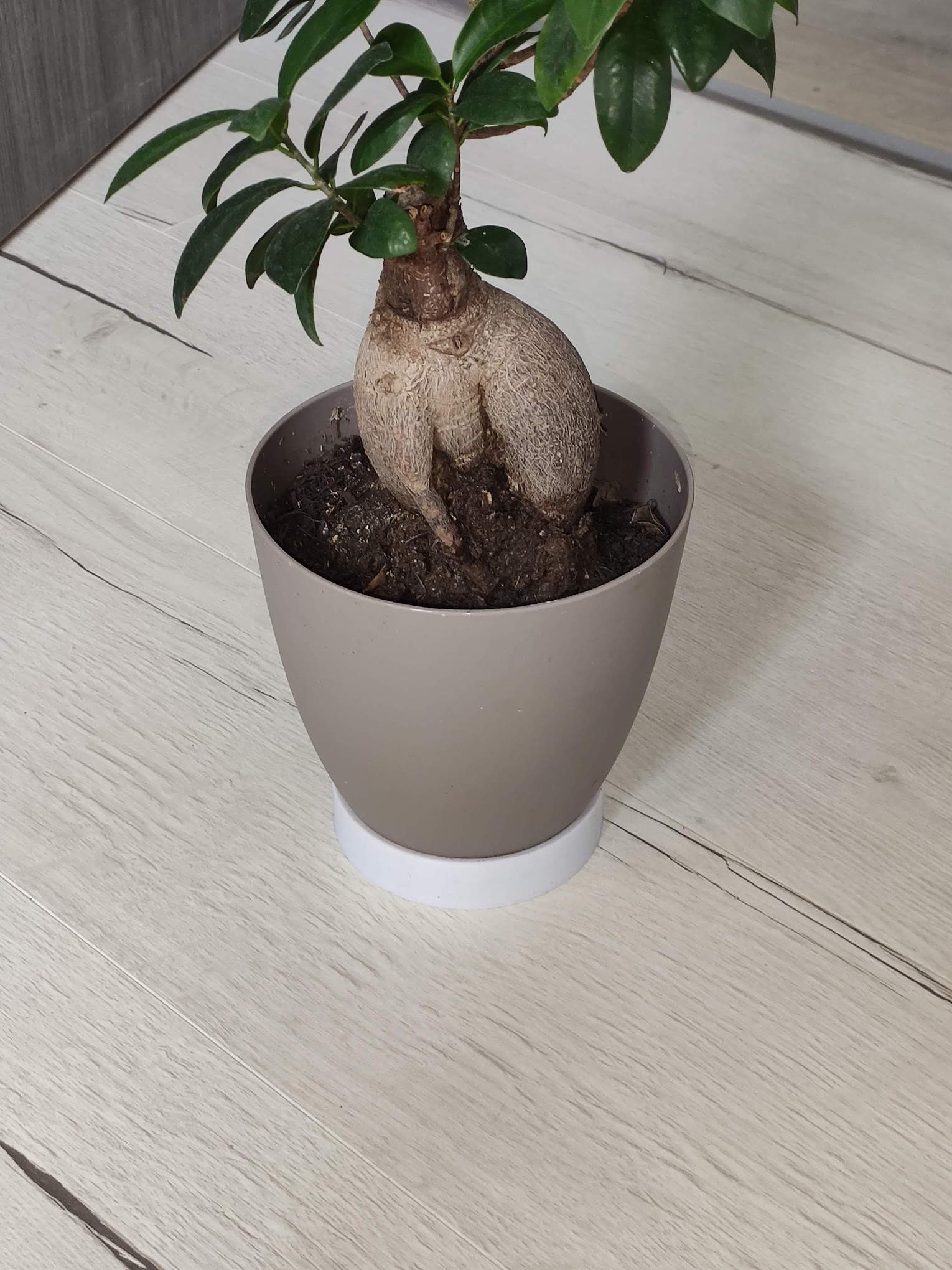 Plant/Flower pot saucer with drainage - Soucoupe de pot de fleur avec drainage