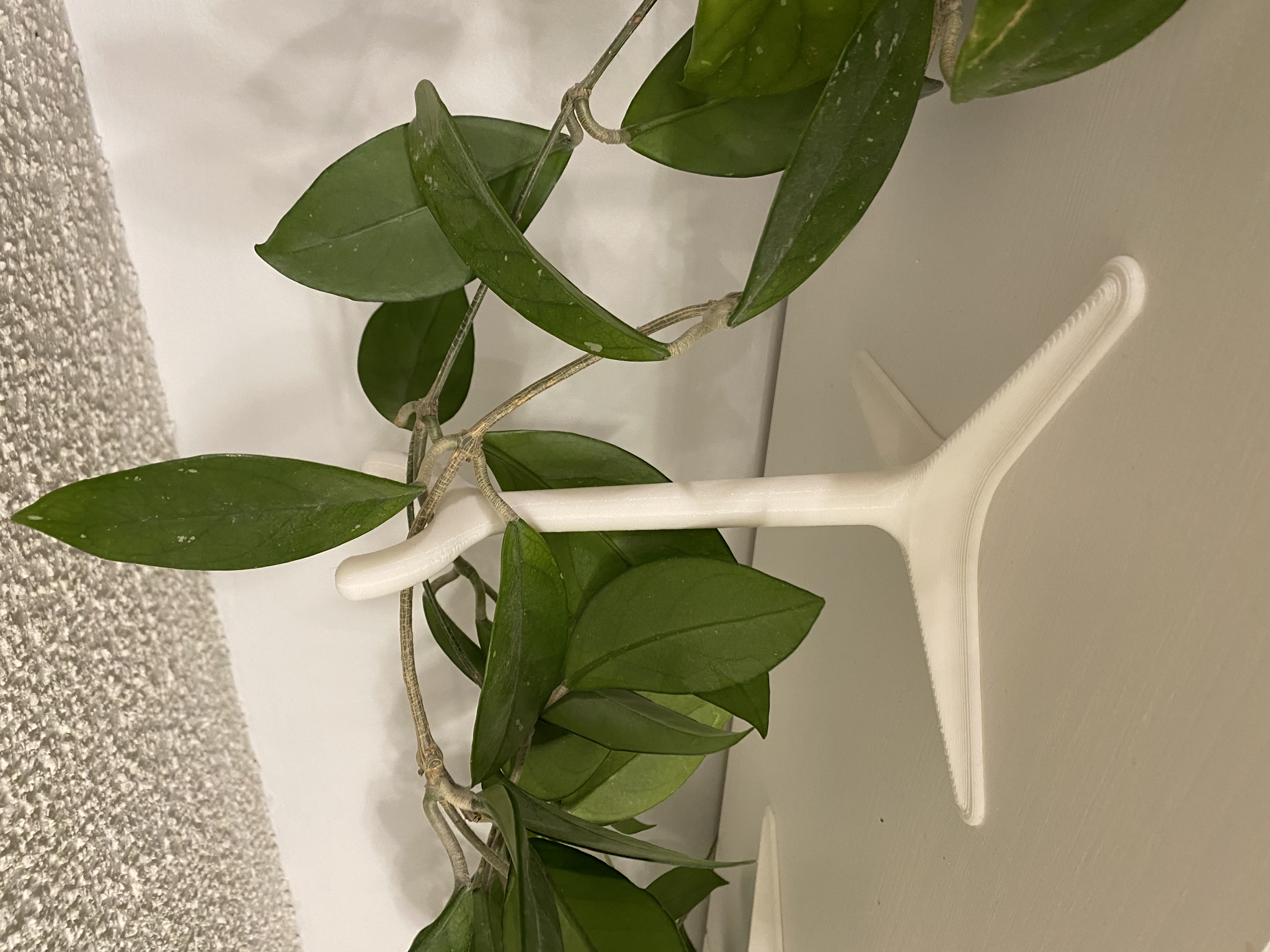 Hoya vine, Pothos Ivy Riser