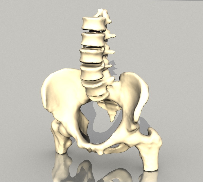 The Pelvis — thumbnail 2