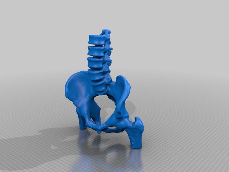 The Pelvis