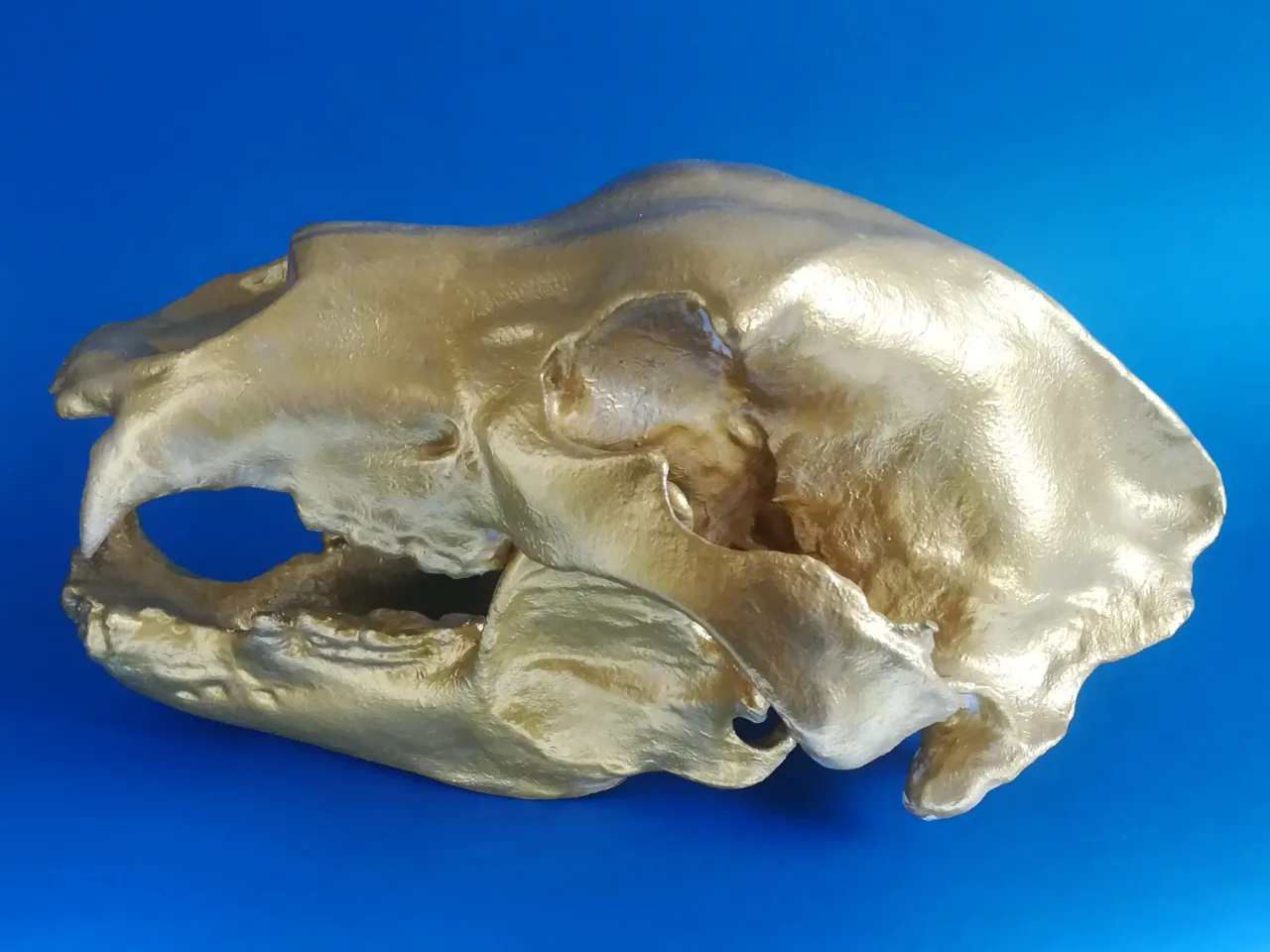 brown bear skeleton