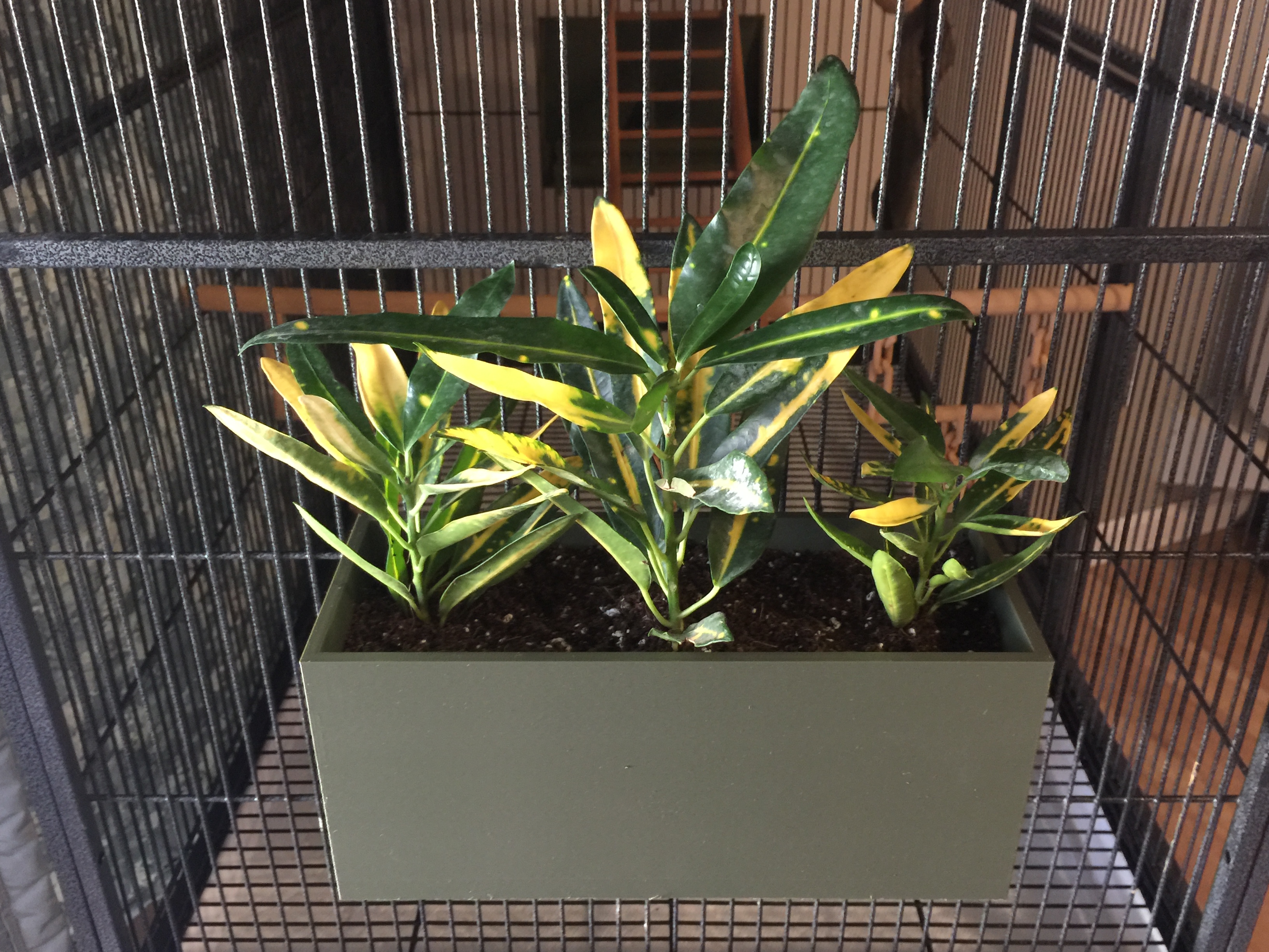 Plant Container for Cage