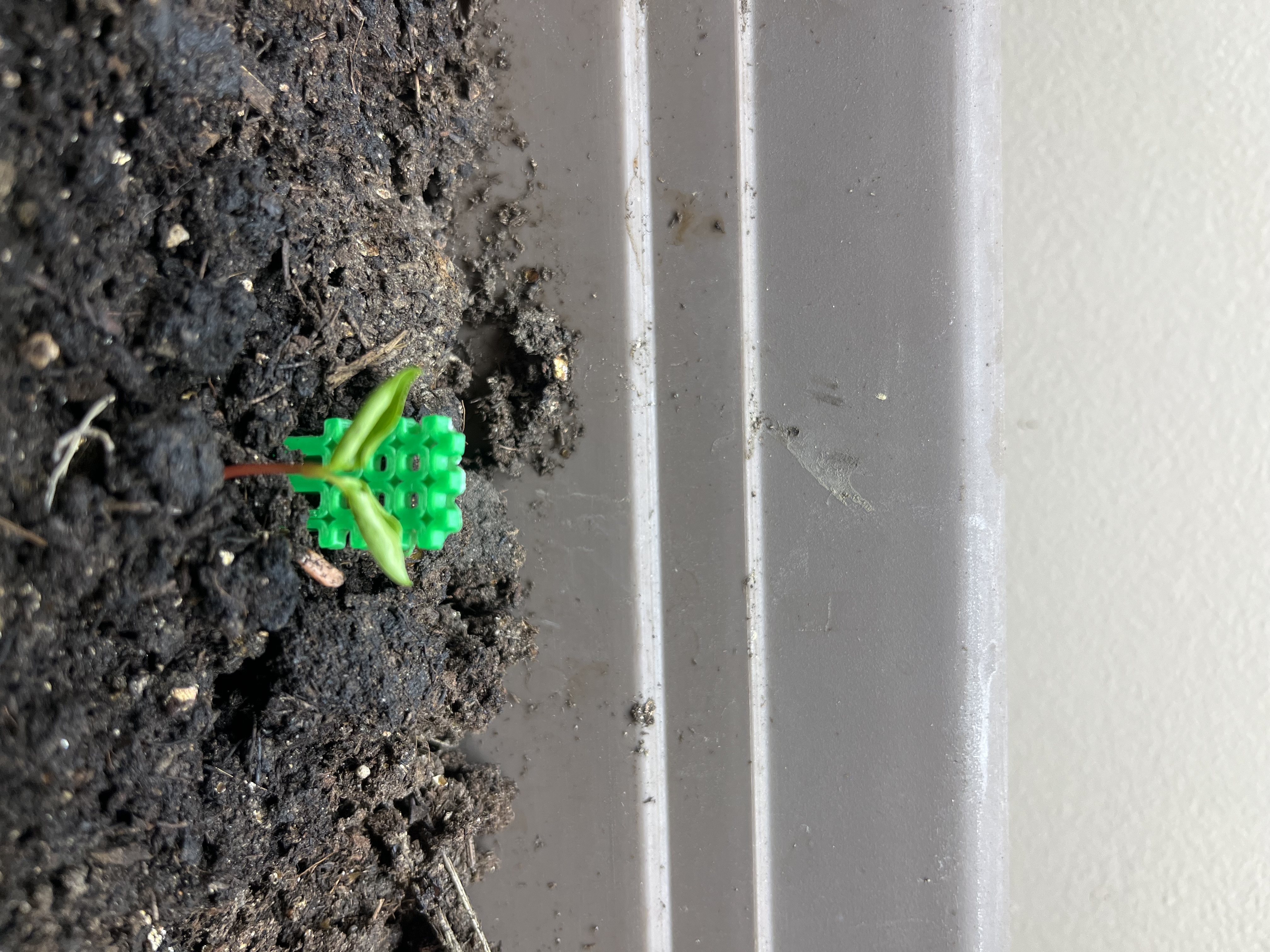 Seedling Trellis