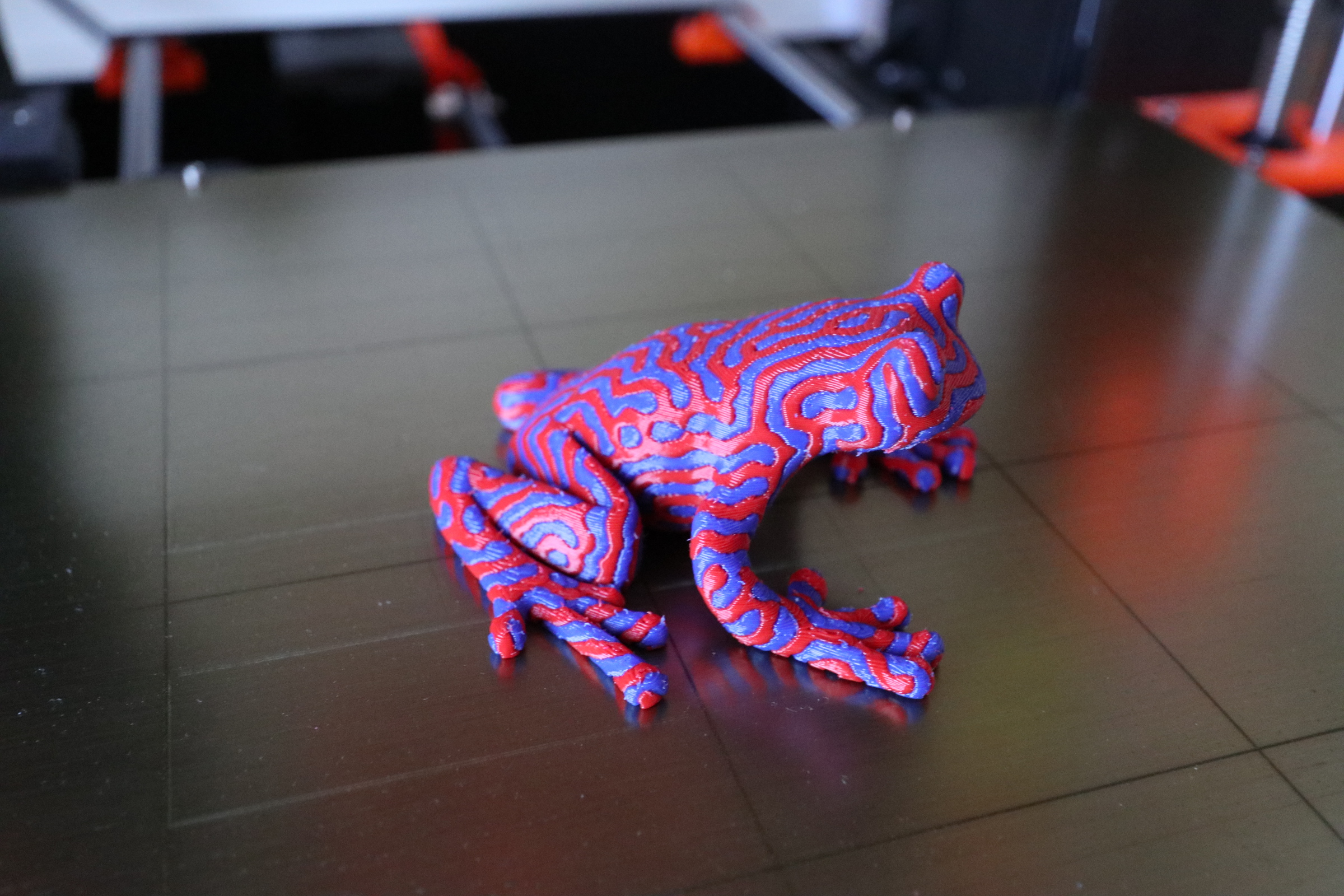 2-colour tree frog (MMU)