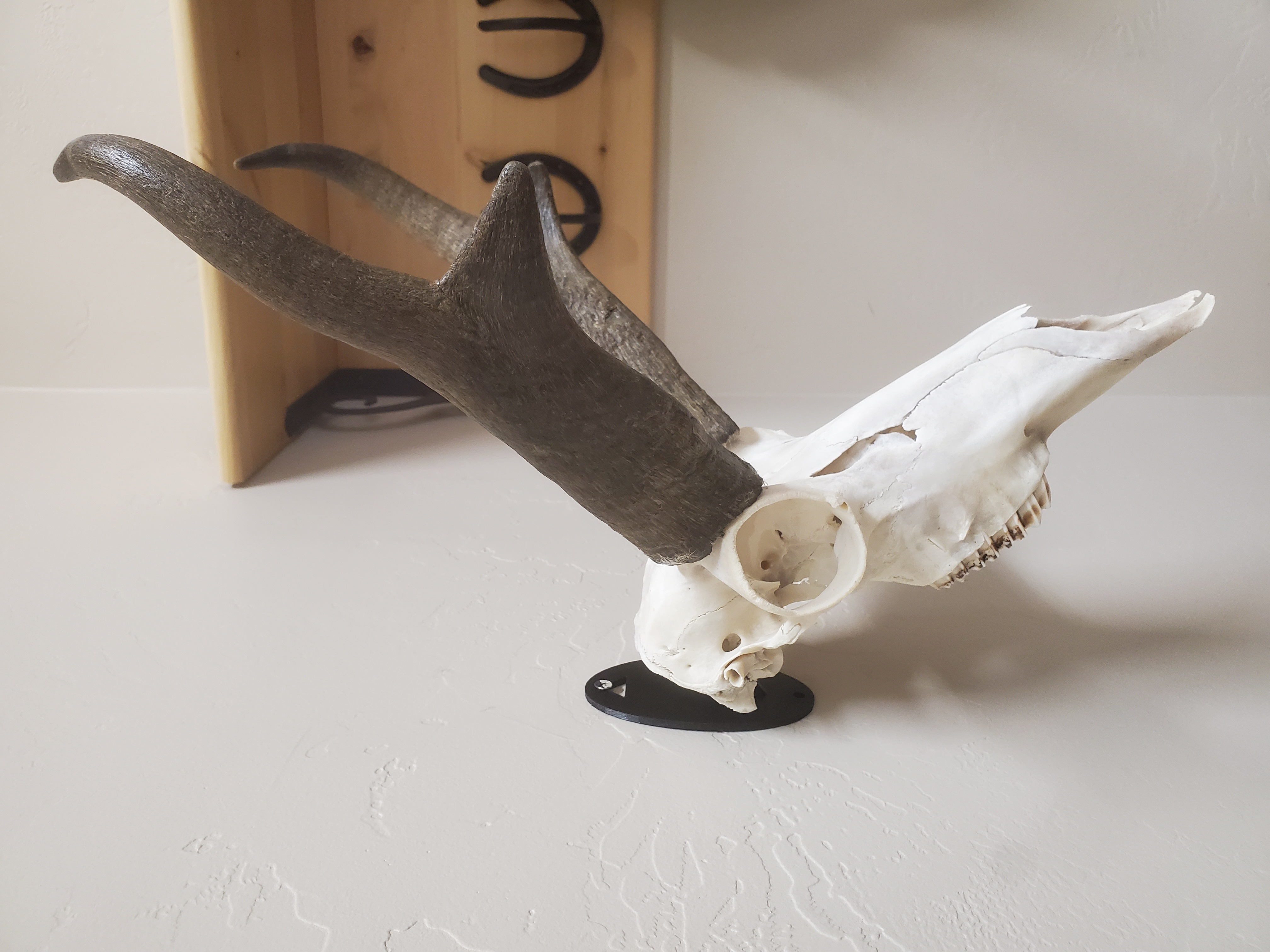 Skull mount
