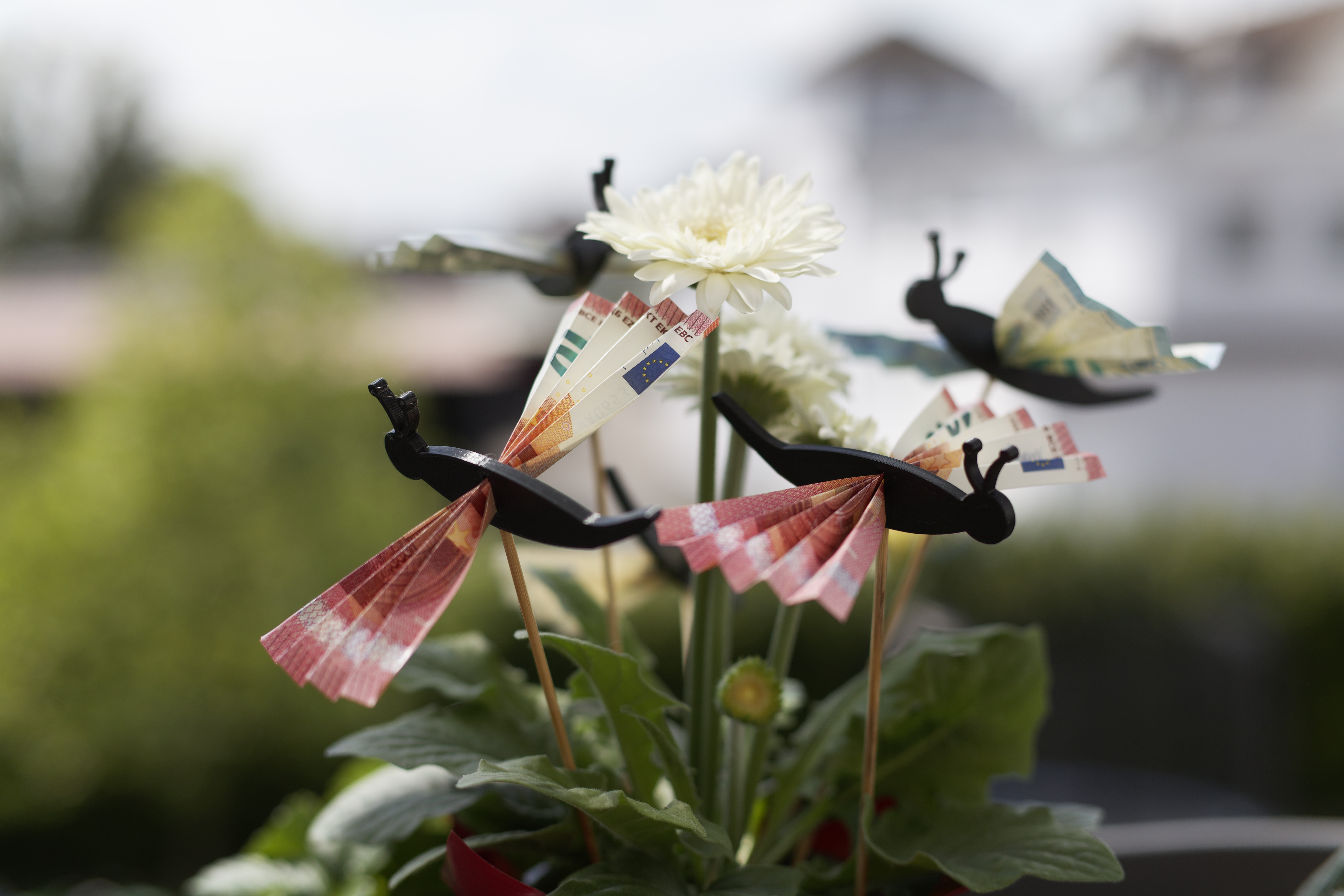 Butterfly money gift - Schmetterling Geldgeschenk