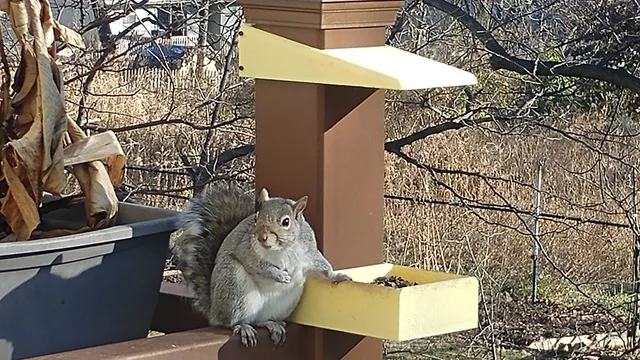 Deck Post Sleeve Birdfeeder